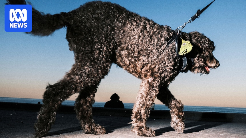 sydney-photographer-gavin-libotte-s-wanderland-collection-transforms-the-mundane