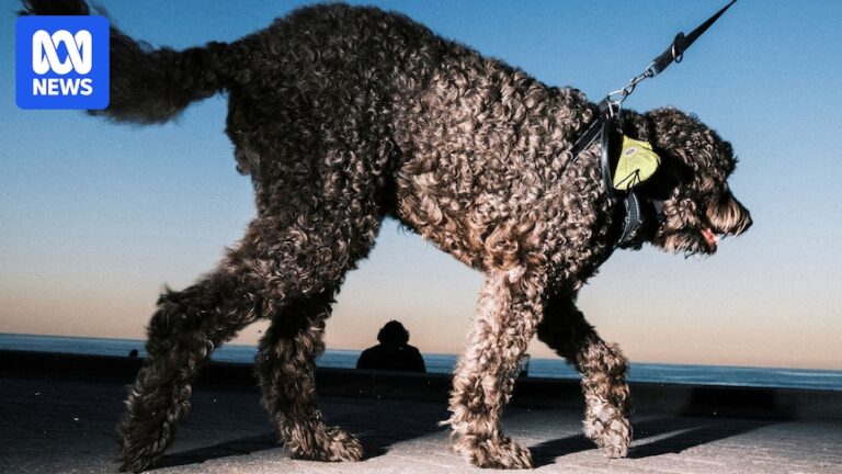 sydney-photographer-gavin-libotte-transforms-suburbia-with-wanderland-