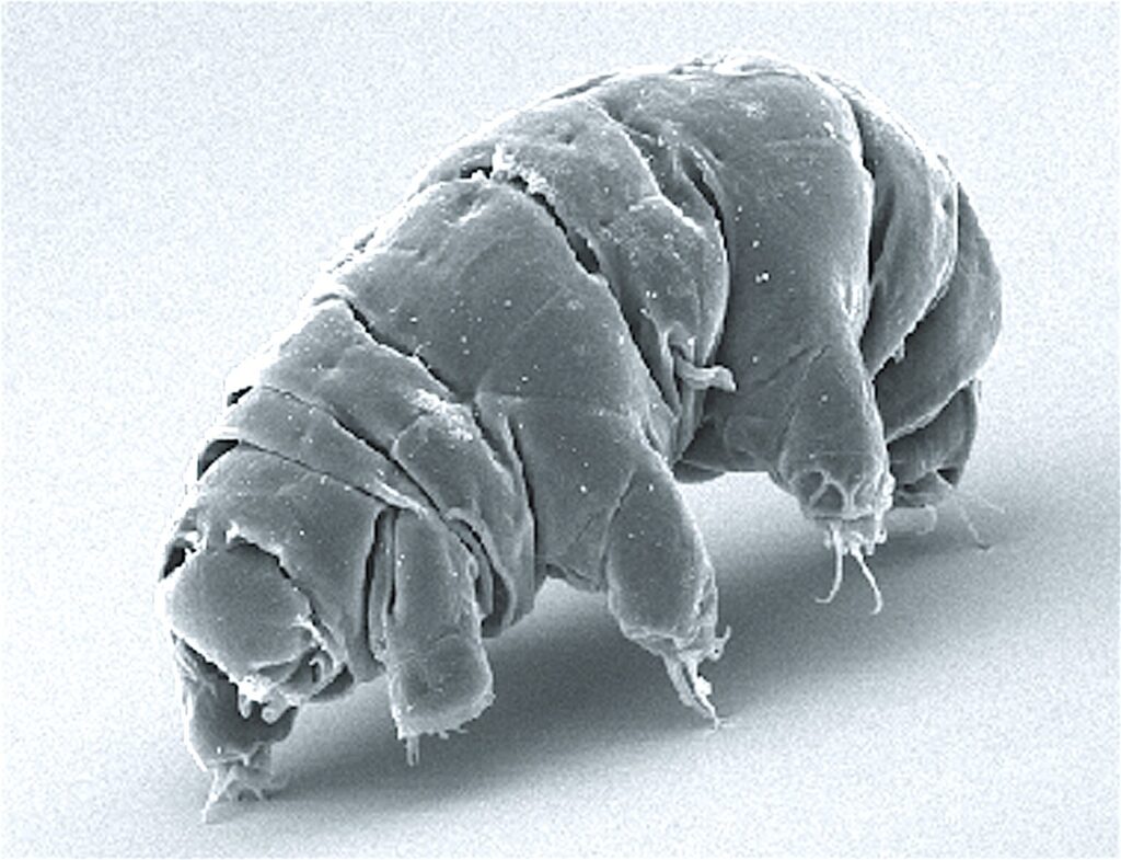 tardigrade-protein-dsup-a-breakthrough-in-human-resilience-and-medicine