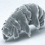 tardigrade-protein-dsup-a-breakthrough-in-human-resilience-and-medicine
