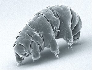 tardigrade-protein-dsup-offers-new-hope-for-human-health-resilience