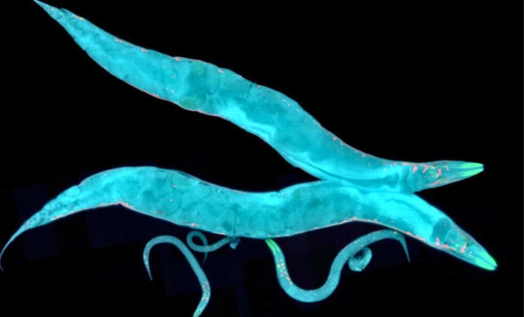 tardigrade-protein-enhances-worm-longevity-and-stress-resistance