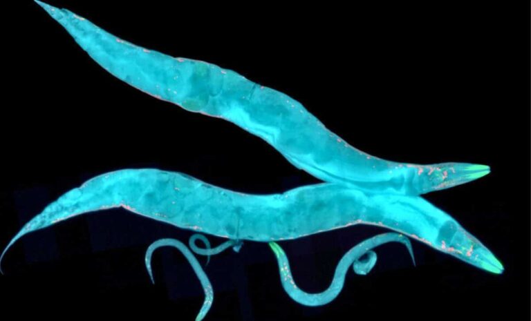 tardigrade-protein-enhances-worm-longevity-and-stress-resistance