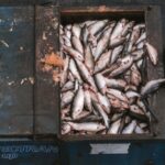 tasmania-s-salmon-industry-faces-scrutiny-after-mass-mortality-event