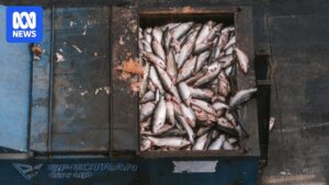 tasmania-s-salmon-industry-faces-scrutiny-after-mass-mortality-event