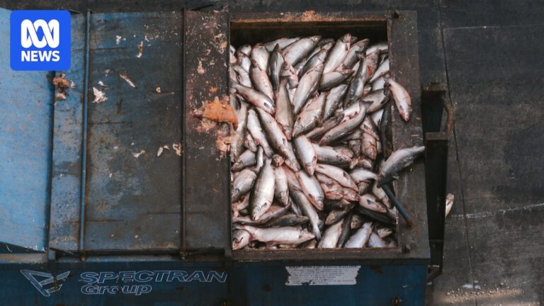 tasmania-s-salmon-industry-faces-scrutiny-after-mass-mortality-event