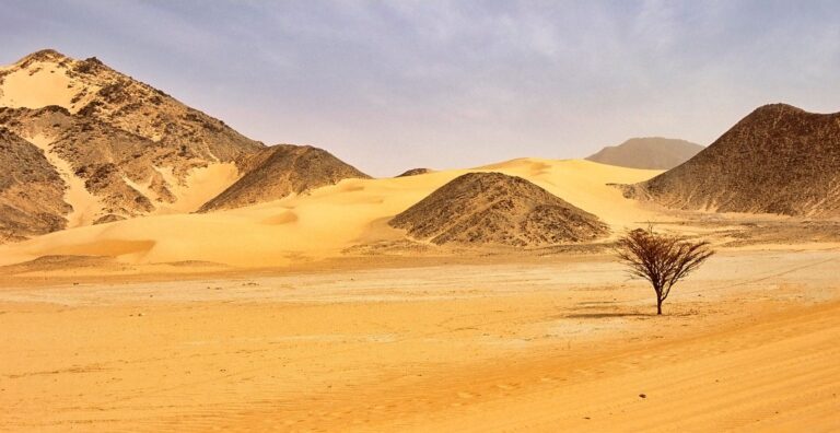 the-tree-of-t-n-r-a-symbol-of-survival-in-the-sahara-desert