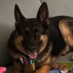 tragic-end-for-dog-left-in-ute-sparks-legal-and-community-outcry