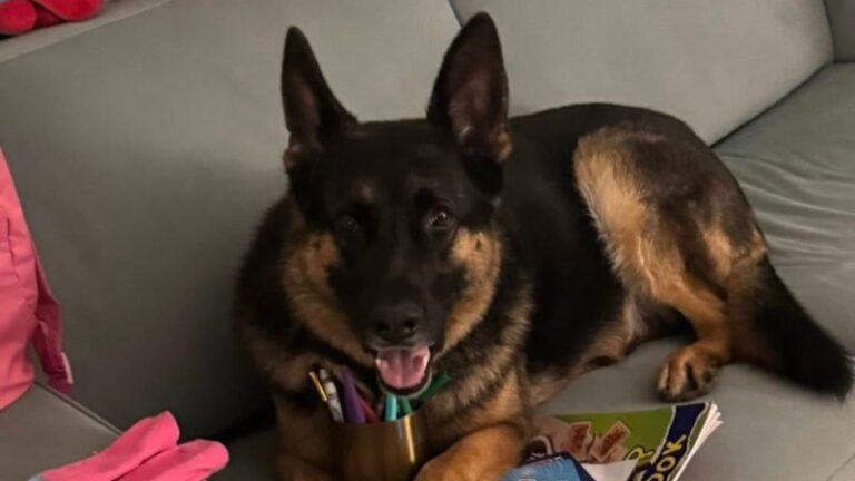 tragic-end-for-dog-left-in-ute-sparks-legal-and-community-outcry