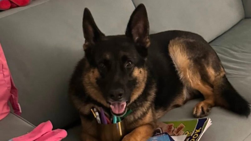 tragic-end-for-dog-left-in-ute-sparks-legal-and-community-outcry