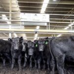 trump-exempts-australian-beef-from-tariffs-amid-cost-of-living-concerns