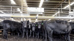 trump-exempts-australian-beef-from-tariffs-amid-cost-of-living-concerns