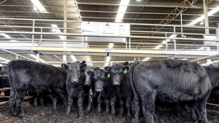 trump-exempts-australian-beef-from-tariffs-amid-cost-of-living-concerns