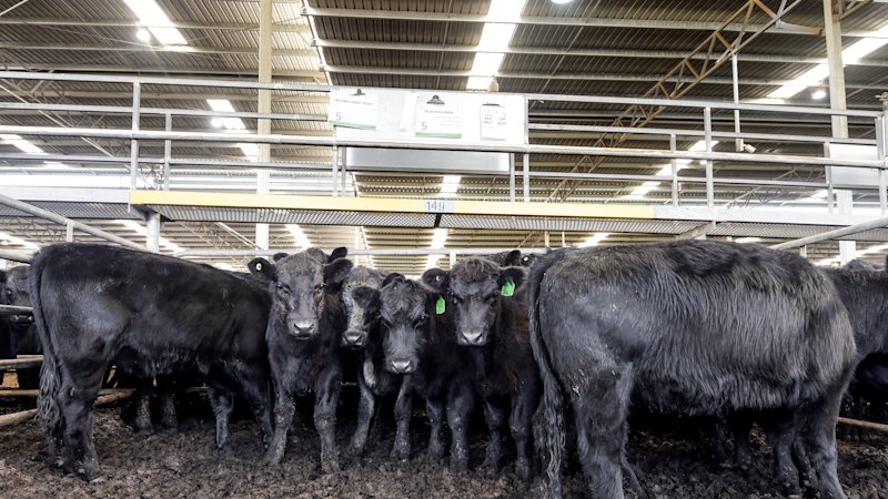 trump-exempts-australian-beef-from-tariffs-amid-cost-of-living-concerns