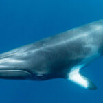 underwater-recorders-unveil-hidden-dolphin-and-whale-activity-at-great-barrier-reef