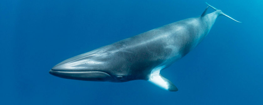 underwater-recorders-unveil-hidden-dolphin-and-whale-activity-at-great-barrier-reef