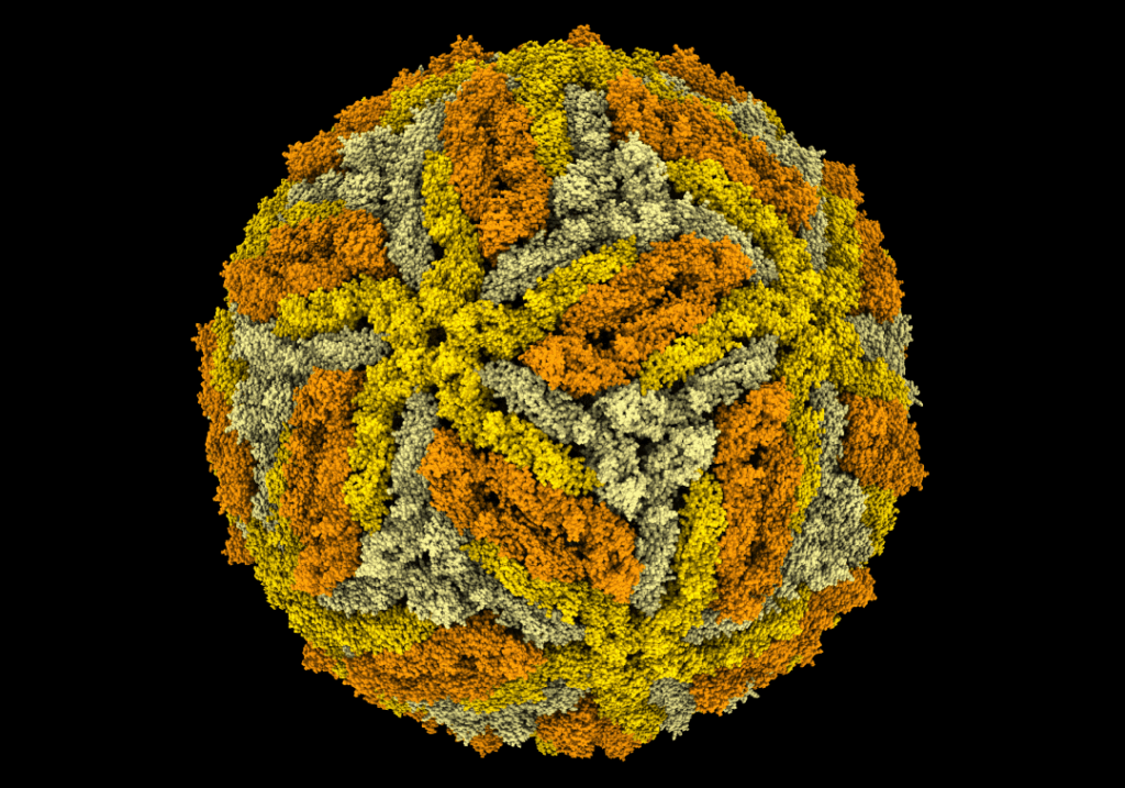 uq-scientists-reveal-structural-secrets-of-yellow-fever-virus