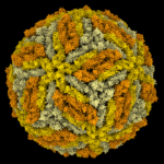 uq-scientists-reveal-structural-secrets-of-yellow-fever-virus