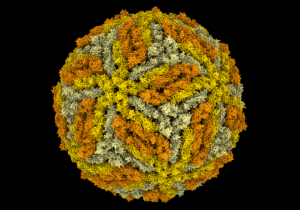uq-scientists-reveal-structural-secrets-of-yellow-fever-virus