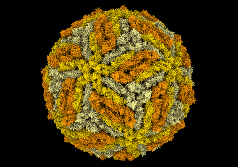 uq-scientists-reveal-structural-secrets-of-yellow-fever-virus