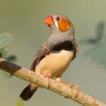 why-birds-sing-at-dawn-new-study-sheds-light-on-avian-morning-chorus