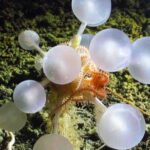 antarctic-expedition-unveils-carnivorous-sea-sponge-and-other-deep-sea-mysteries