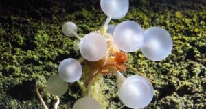 antarctic-expedition-unveils-carnivorous-sea-sponge-and-other-deep-sea-mysteries