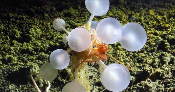 antarctic-expedition-unveils-carnivorous-sea-sponge-and-other-deep-sea-mysteries