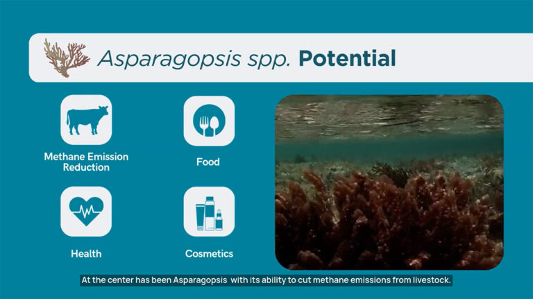 australia-boosts-seaweed-industry-with-8-million-grant-for-methane-reduction