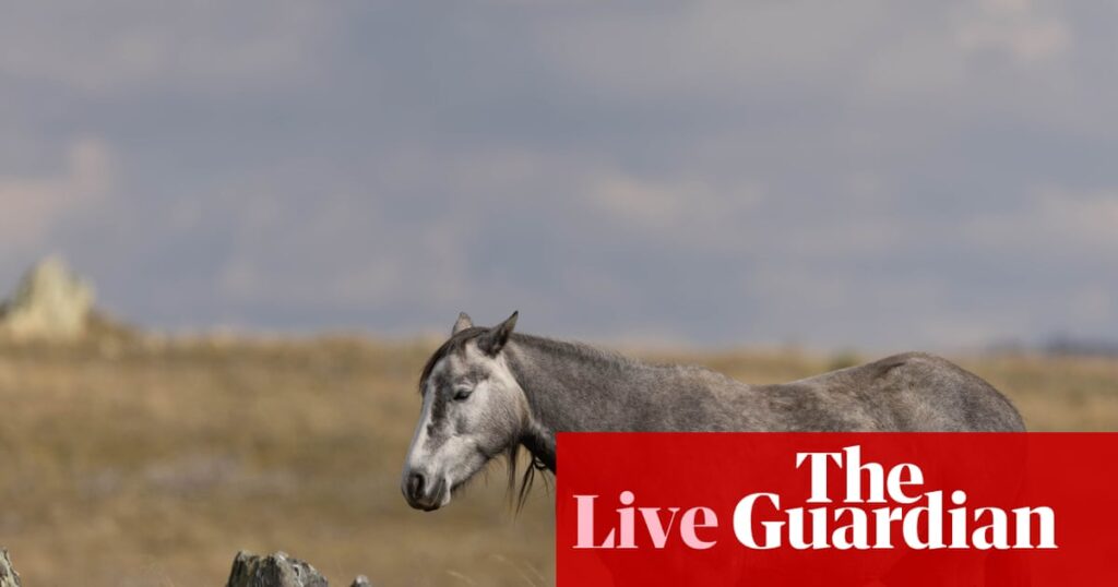 australia-repeals-brumby-protection-laws-amid-environmental-debate