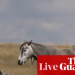 australia-repeals-brumby-protection-laws-amid-environmental-debate
