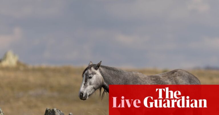australia-repeals-brumby-protection-laws-amid-environmental-debate