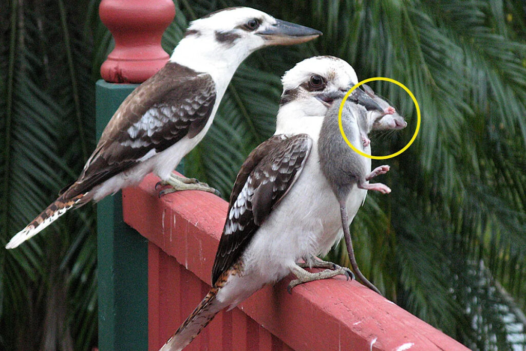 australian-wildlife-at-risk-controversy-over-rodenticide-use