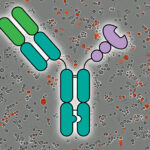 breakthrough-immunotherapy-targets-multiple-cancer-types