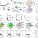 common-medications-may-impact-crispr-therapy-and-cancer-treatment