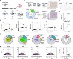 common-medications-may-impact-crispr-therapy-and-cancer-treatment