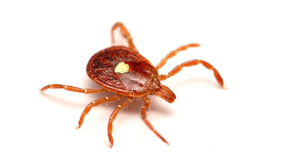 discovery-of-new-rickettsia-species-in-dogs-raises-health-concerns