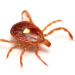 discovery-of-new-rickettsia-species-in-dogs-raises-health-concerns