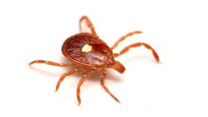 discovery-of-new-rickettsia-species-in-dogs-raises-health-concerns