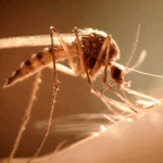 early-mosquito-season-poses-health-risks-in-new-south-wales