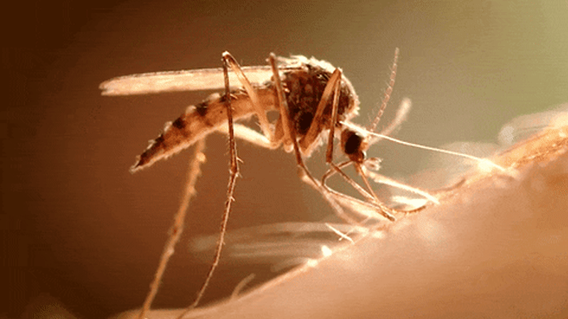 early-mosquito-season-poses-health-risks-in-new-south-wales