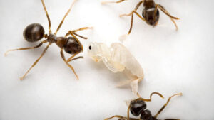 fatally-ill-ant-pupae-signal-colony-for-self-sacrificial-protection