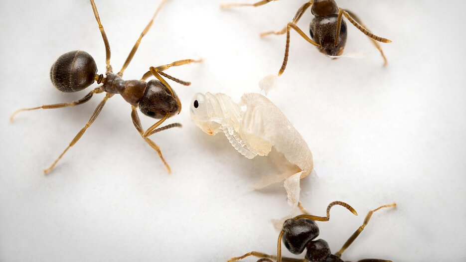 fatally-ill-ant-pupae-signal-colony-for-self-sacrificial-protection