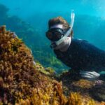fremantle-seaweed-poised-to-revolutionize-agriculture-with-methane-reducing-seaweed