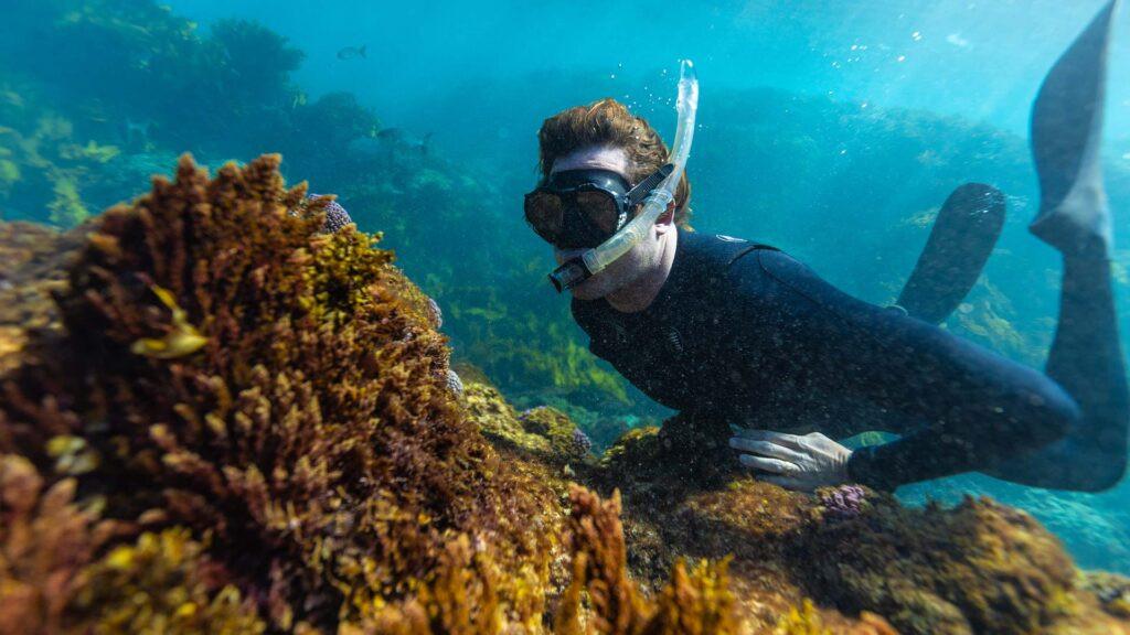 fremantle-seaweed-poised-to-revolutionize-agriculture-with-methane-reducing-seaweed