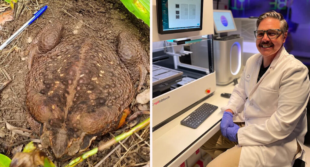 gene-editing-breakthrough-aims-to-save-australia-s-northern-quoll