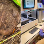 gene-editing-breakthrough-aims-to-save-australia-s-northern-quoll