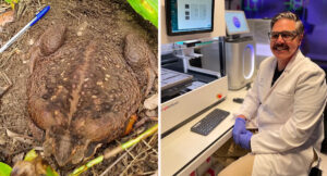 gene-editing-breakthrough-aims-to-save-australia-s-northern-quoll