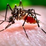 genetically-modified-mosquito-release-halted-in-queensland-amid-public-concern
