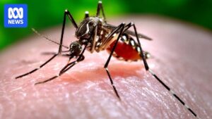 genetically-modified-mosquito-release-halted-in-queensland-amid-public-concern